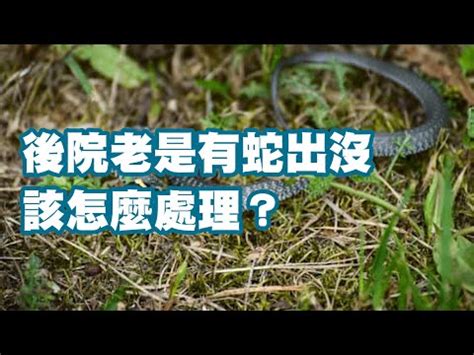 如何防止蛇進入屋內|如何防止蛇靠近，驅趕蛇的有效辦法！